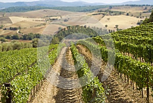 Vineyard and hills
