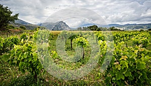 Vineyard in the hills of Crete