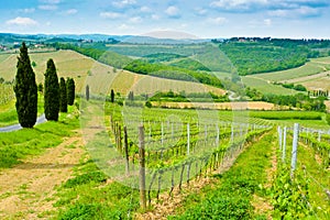 Vineyard Hills and Cypresses