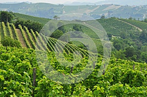 Vineyard and hills of the Langhe region. Piemonte, Italy