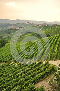 Vineyard and hills of the Langhe region. Piemonte, Italy