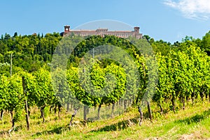 Vineyard in the hills of OltrepÃÂ² Pavese