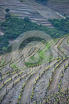 Vineyard hills in the river Douro valley, Portugal