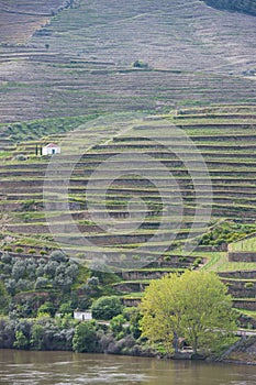 Vineyard hills in the river Douro valley, Portugal