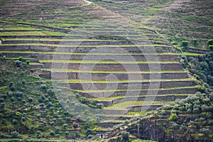 Vineyard hills in the river Douro valley, Portugal