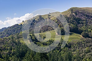 Vineyard on the hills of Sonoma County, Sugarloaf Ridge State Park, California