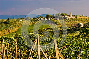 Vineyard in the hills of Toscane