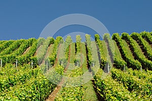 Vineyard on Hillside