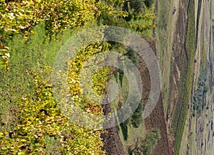 Biological vineyard on hillside photo