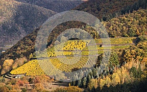 Vineyard on a hillside near the Moselle river