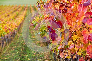 Vineyard on the hillside