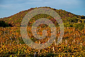 Vineyard on the hillside