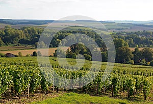 Vineyard of the hillsides of Chablis