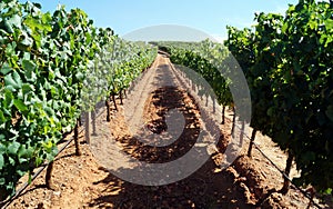 Vineyard on a hillslope, near Estremoz, Alentejo, Portugal