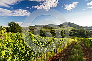 Vineyard and hilly landscape in Pfalz, Germany