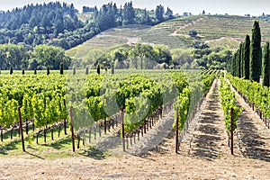 Vineyard in the hilly Napa Valley area