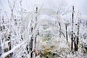 Vineyard with hoarfrost in winter
