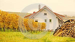 Vineyard at home autumn scenery