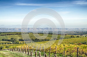 Vineyard and horizon in McLaren Vale, South Australia