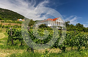 Vineyard with house in Balaton uplands, Hungary