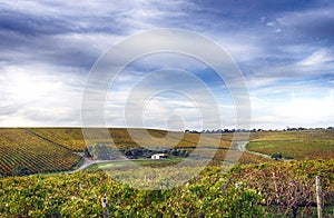 Vineyard and house in McLaren Vale, South Australia