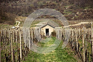 Vineyard with House