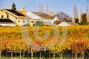 Vineyard and houses on a warm afternoon light, Livermore, east San Francisco bay area, California photo
