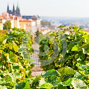 Vineyard in Hradcany in Prague