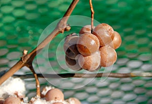 Vineyard and Icewine Grapes