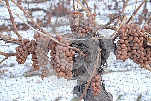Vineyard and Icewine Grapes
