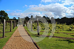 Vineyard Inside a British Walled Garden