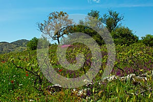 vineyard on the island of Lefkas in Greece