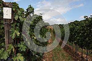 Vineyard italian fields wine