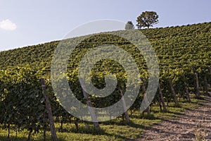 Vineyard italian landscape:  Roero and Monferrato