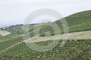 Vineyard italian landscape:  Roero and Monferrato