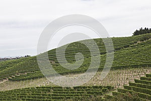 Vineyard italian landscape:  Roero and Monferrato