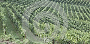 Vineyard italian landscape: Roero, Monferrato