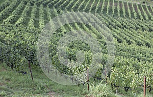 Vineyard italian landscape: Roero, Monferrato