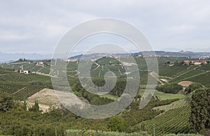 Vineyard italian landscape:  Roero and Monferrato