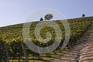 Vineyard italian landscape:  Roero and Monferrato