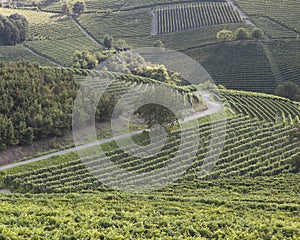 Vineyard italian landscape:  Roero and Monferrato