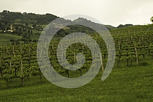 Vineyard in Italy