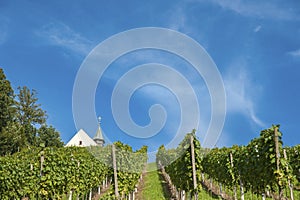 Vineyard with Jacobus Chapel in Gengenbach