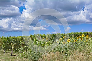 Vineyard of Jugenheim,Rheinhessen,Germany