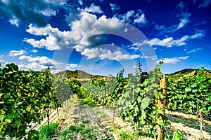 Vineyard in Kakheti region, Georgia