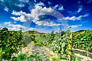 Vineyard in Kakheti region, Georgia photo