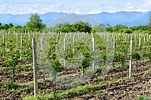 Vineyard in Kakheti wine region, Alazani Valley, Georgia