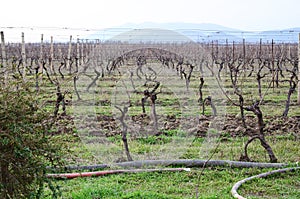 Vineyard in Kakheti wine region, Georgia, Alazani Valley