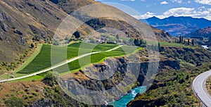 Vineyard by Kawarau River, Otago, New Zealand