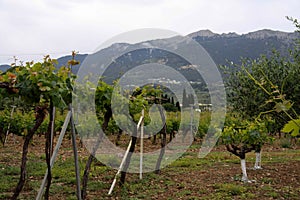 Vineyard